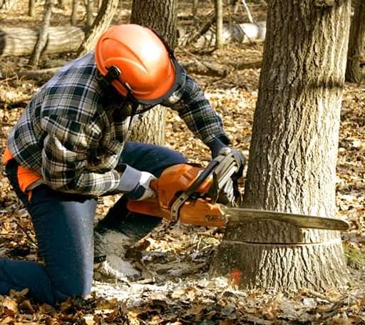 Tree Removal in Bloomdale, OH
